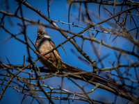Woodland Park Zoo 3-30-19 Set 2-19