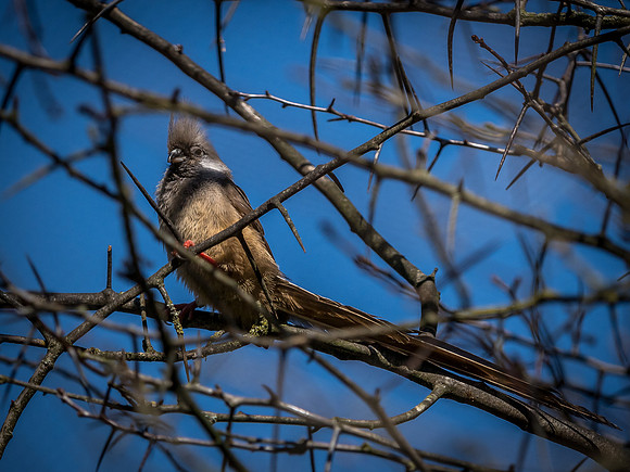 Woodland Park Zoo 3-30-19 Set 2-19