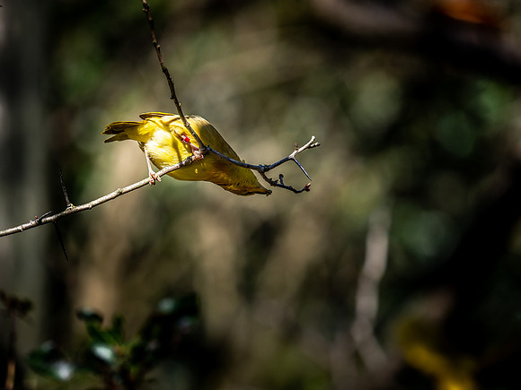 Woodland Park Zoo 3-30-19 Set 2-21