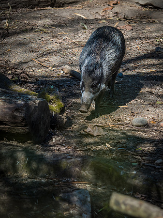 Woodland Park Zoo 3-30-19 Set 2-28