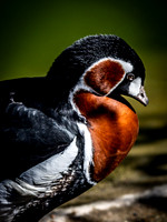 Woodland Park Zoo 3-30-19 Set 2-2