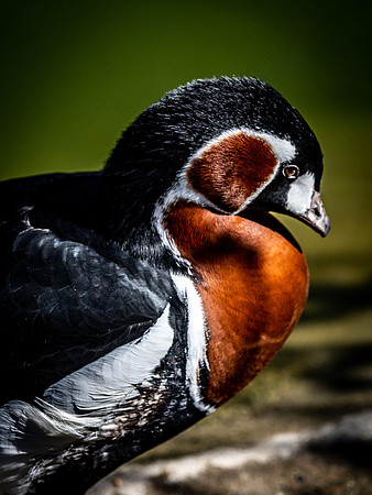 Woodland Park Zoo 3-30-19 Set 2-2