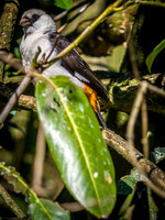 Woodland Park Zoo 3-30-19 Set 2-18