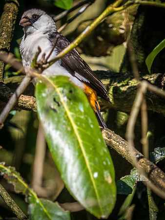 Woodland Park Zoo 3-30-19 Set 2-18