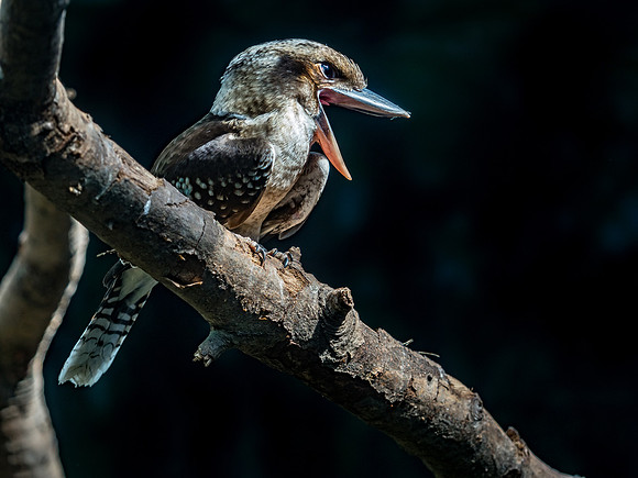 Woodland Park Zoo 3-30-19 Set 2-38