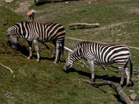 Woodland Park Zoo 3-30-19 Set 2-13