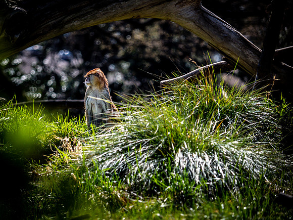 Woodland Park Zoo 3-30-19 Set 2-27