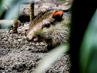 Woodland Park Zoo 5-30-23