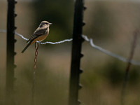 Bickleton, WA Birds
