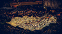 Meadowbrook Pond Dec 2023
