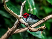 Woodland Park Zoo 11-11-2018-6