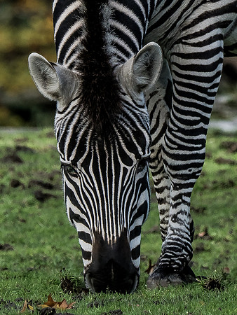 Woodland Park Zoo 11-11-2018-25