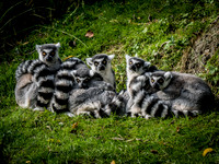 Woodland Park Zoo 11-11-2018-12