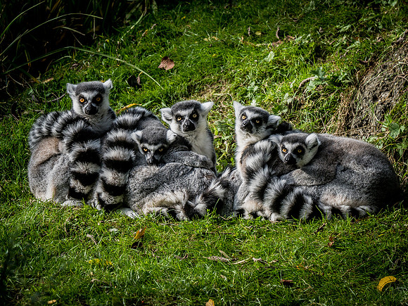 Woodland Park Zoo 11-11-2018-12