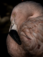 Woodland Park Zoo 11-11-2018-15