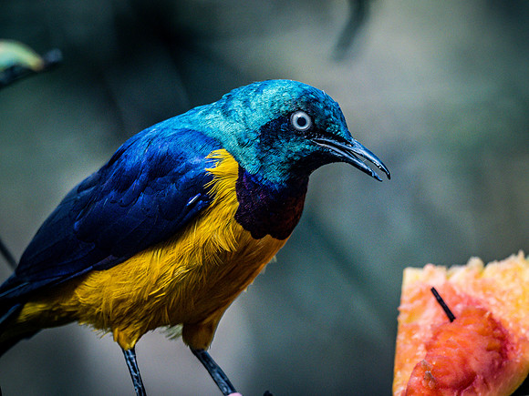 Woodland Park Zoo 11-11-2018-29