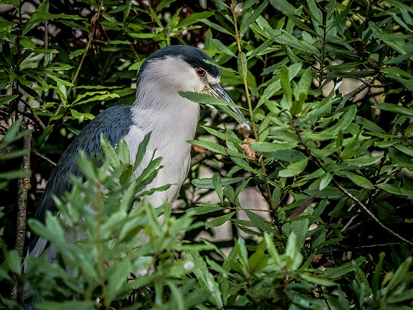 Woodland Park Zoo 11-11-2018-21