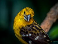 Woodland Park Zoo 11-11-2018-9