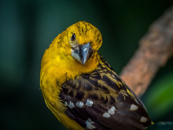 Woodland Park Zoo 11-11-2018-9
