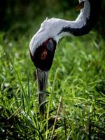 Woodland Park Zoo 11-11-2018-19