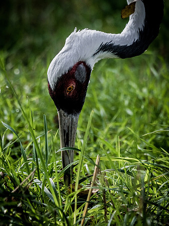 Woodland Park Zoo 11-11-2018-19