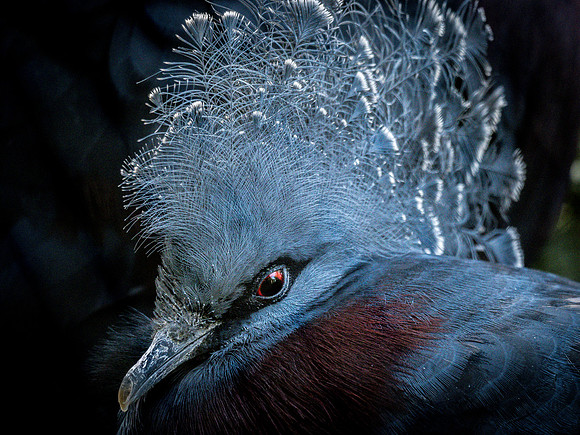 Woodland Park Zoo 11-11-2018-2