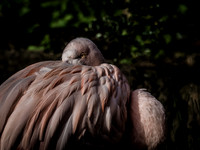 Woodland Park Zoo 11-11-2018-16