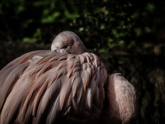 Woodland Park Zoo 11-11-2018-16