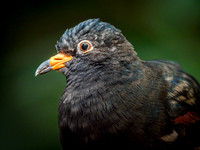 Woodland Park Zoo 11-11-2018-11