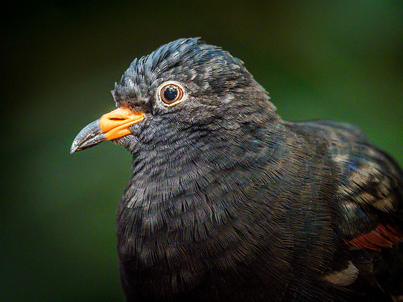 Woodland Park Zoo 11-11-2018-11