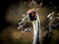 Woodland Park Zoo 11-11-2018-20