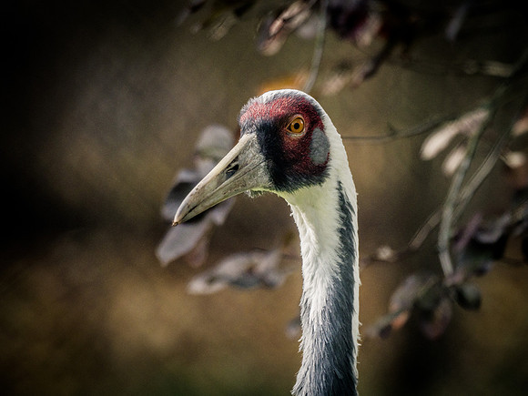 Woodland Park Zoo 11-11-2018-20