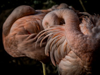 Woodland Park Zoo 11-11-2018-14