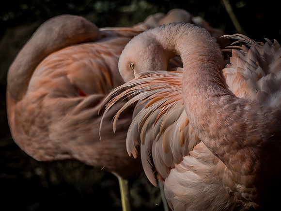 Woodland Park Zoo 11-11-2018-14