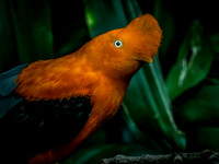 Woodland Park Zoo 11-11-2018-8