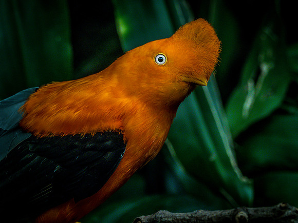 Woodland Park Zoo 11-11-2018-8