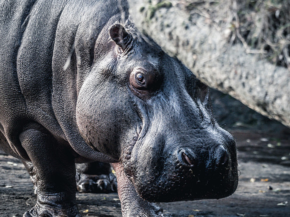 Woodland Park Zoo 11-11-2018-33