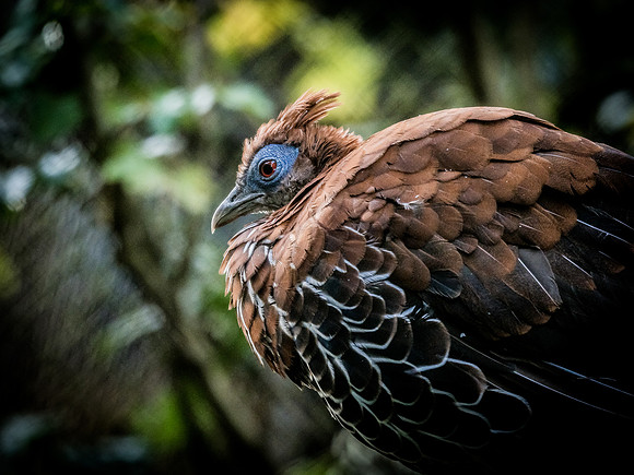 Woodland Park Zoo 11-11-2018-22
