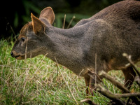 Woodland Park Zoo 11-11-2018-17