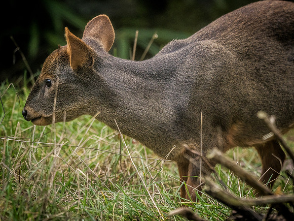 Woodland Park Zoo 11-11-2018-17