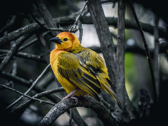 Woodland Park Zoo 11-11-2018-26