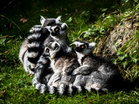 Woodland Park Zoo 11-11-2018-13