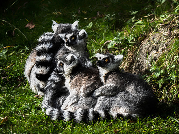 Woodland Park Zoo 11-11-2018-13