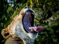 Woodland Park Zoo 11-11-2018-3