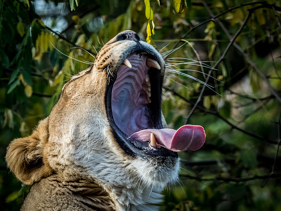 Woodland Park Zoo 11-11-2018-3