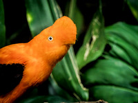 Woodland Park Zoo 11-11-2018-7
