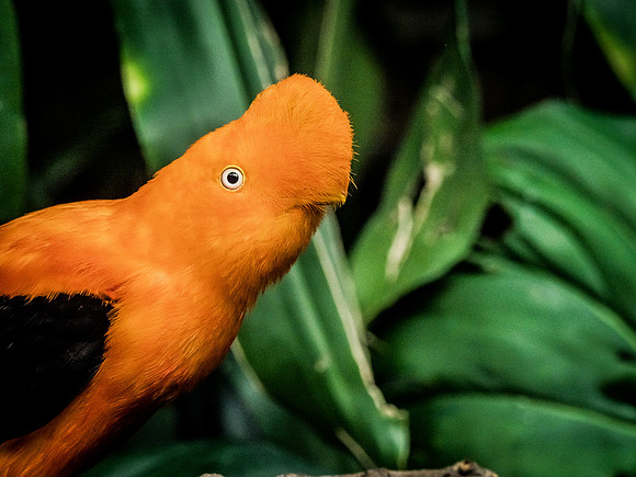 Woodland Park Zoo 11-11-2018-7