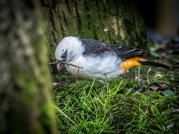 Woodland Park Zoo 11-11-2018-27