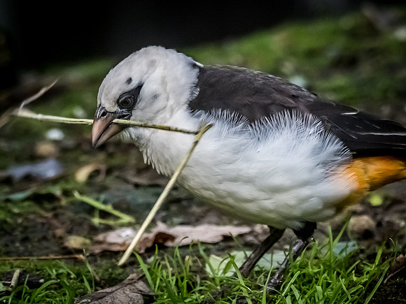 Woodland Park Zoo 11-11-2018-31