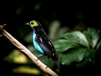 Woodland Park Zoo 11-11-2018-4